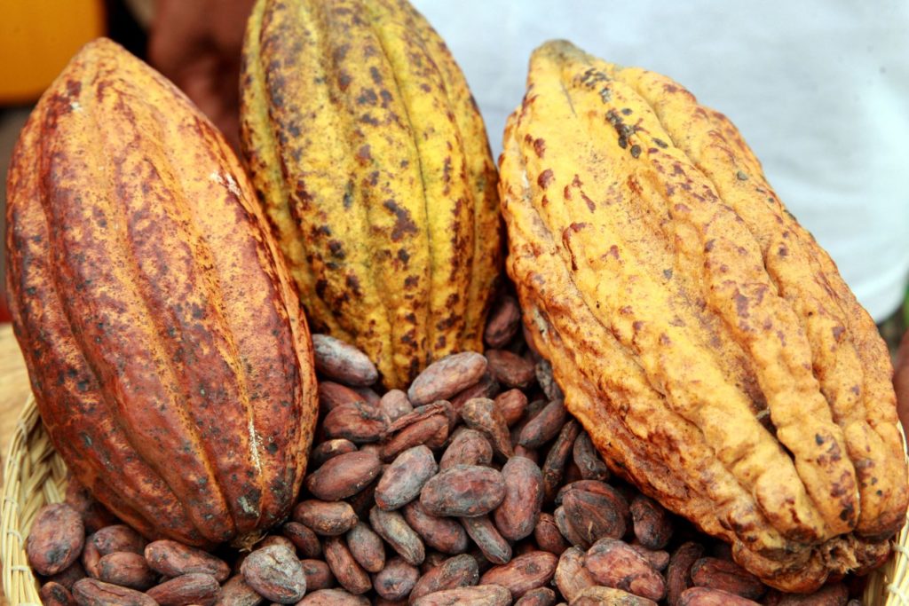 Les producteurs de cacao suspendent toutes activités avec